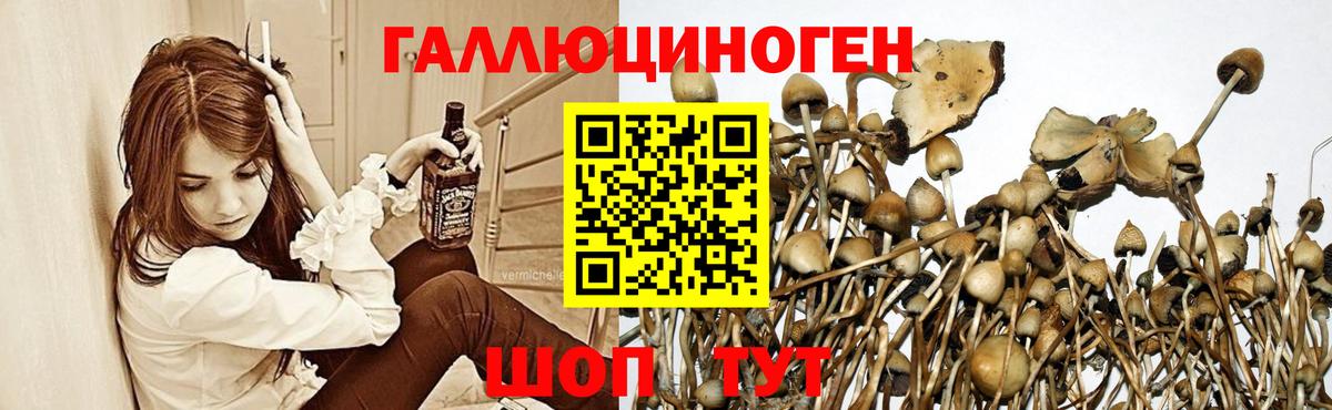 Псилоцибиновые грибы GOLDEN TEACHER  Вход с VPN  Санкт-Петербург  где можно купить наркотик  Галлюциногенные грибы Psilocybe 